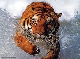 wallpaper tiger big cat free