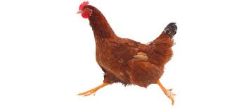 RÃ©sultat de recherche d'images pour "poulet en assemblÃ©e"
