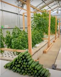 ecolife uses the science of aquaponics