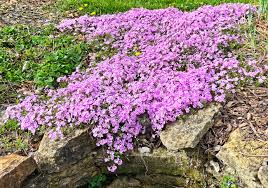 creeping phlox is a colorful carpet