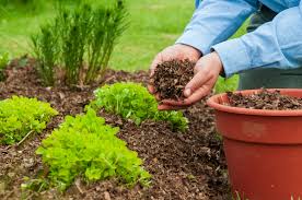 why your garden needs mulch uming