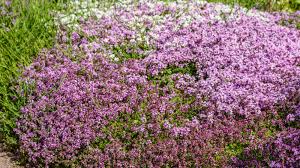 how to grow a creeping thyme lawn