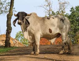 It was bred in the united states from 1885 from cattle originating in india, imported at various times from the united kingdom, from india and from brazil. Feed Brahma Cattle The Farm At Walnut Creek In Ohio
