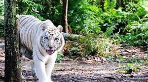 Big cat habitat is home to over 150 exotic and domestic animals in need of a safe, permanent home. Big Cat Rescue Tiger Dies From A Broken Heart Wtsp Com