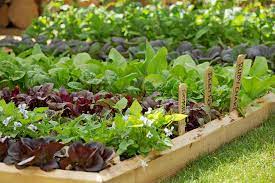 growing vegetables in school gardens