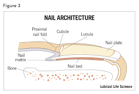 skin and nail barrier function