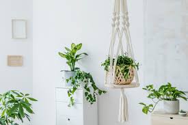 decorate the living room with plants