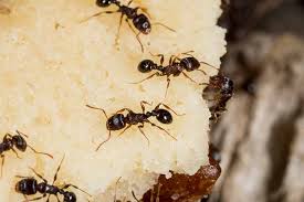 pavement ant infestation