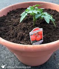 Growing Tomatoes In Pots Containers