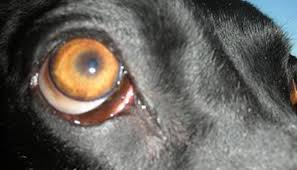 extraocular myositis in dogs the
