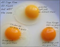 The Differences In The Yolks From Chickens That Eat Grains