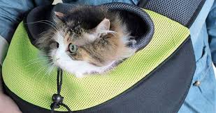 best cat sling 2022 10 top pet