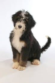 We raise beautiful home raised bernedoodles ranging in sizes from minis to standards. Great Lakes Bernedoodles Bernedoodles