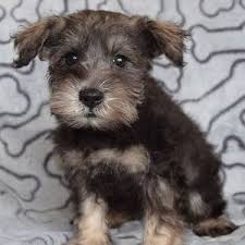 Of course we will always be available with any concerns or. Schnauzer Puppies For Sale In Pa Schnauzer Puppy Adoptions