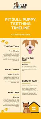 Maybe you would like to learn more about one of these? How Long Do Pitbull Puppies Teeth Pitbulltribe Com