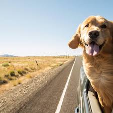 texas dog friendly travel guide