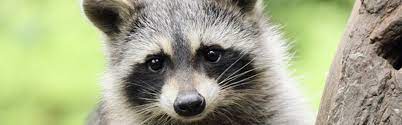 If you want to stop the raccoon you can try some basic home remedies. How To Get Rid Of Raccoons Updated For 2021