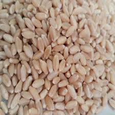 nutrients organic dry whole wheat grain