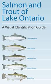 Sea Grants Lake Ontario Fish Identification Guide Is