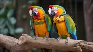 tropical parrots picture background