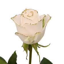 roses 50 stems of white farm direct