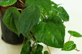 betel leaf plant paan