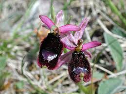 Ophrys bertolonii, ofride del Bertoloni, fior di specchio, uccellino allo ...