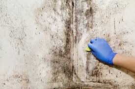 Black Mold Remediation Basement