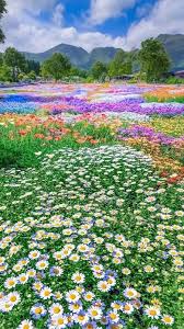 Beautiful Flowers Flowers Garden