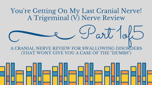 A Trigeminal Nerve Review For Swallowing Disorders Youre