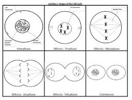 Cell Division Worksheet Answers Redwoodsmedia