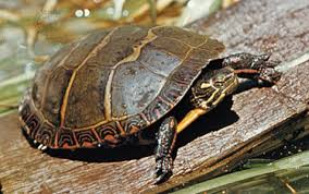 You are unlikely to find a painted turtle very far from its watery home. Freshmarine Com Midland Painted Turtle Chrysemys Picta Marginata Buy Midland Painted Turtles Now And Save