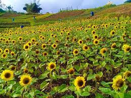 The Beautiful Sunflower Garden In Daete