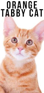 All orange cats are tabby cats, they do not have a solid coat! Orange Tabby Cat Fascinating Facts About Orange Cats