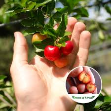 Buy Cherry West Indian Budded Fruit