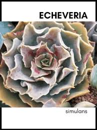 What can grow into new flowers are the seeds that the flowers contain. Echeveria Simulans Care Guide And Identification Help Succulent Care