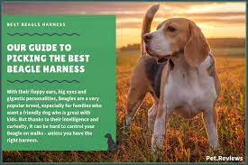 10 Best Harnesses For Beagles Our Walking Hiking No Pull