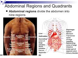 You will be able to describe the body's regions using the terms from the figure. Quadrant Anatomy Anatomy Drawing Diagram