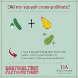 What squash will not cross pollinate?