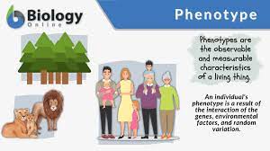 phenotype definition and exles