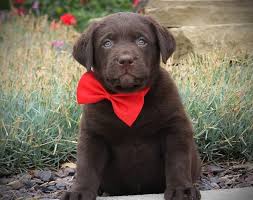 Find labrador in dogs & puppies for rehoming | find dogs and puppies locally for sale or adoption in canada : Available Puppies Puppy Boutique Las Vegas