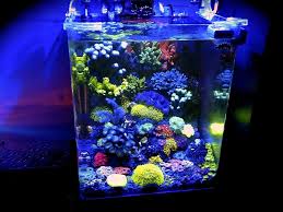 Image result for diy fish tank ideas