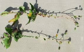 Hieracium racemosum subsp. sublateriflorum Zahn