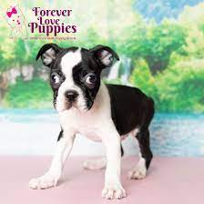 boston terrier puppy adopted in miami