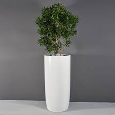 best shape and size of pots for plants