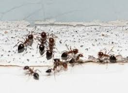 how do you get rid of carpenter ants in
