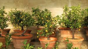 best fruit trees to grow in pots 9