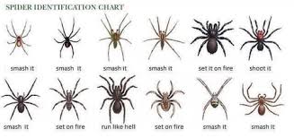 A Spider Identification Course Imgur