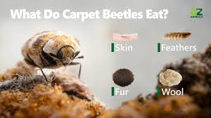what do carpet beetles eat their t