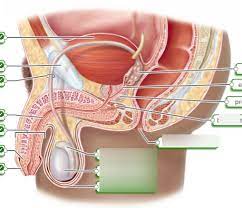 Label the male anatomy learn by taking a quiz. Male Reproductive System Labeling Diagram Quizlet